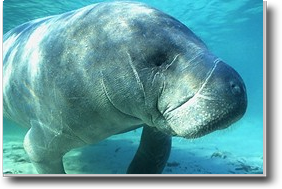 manatee diving